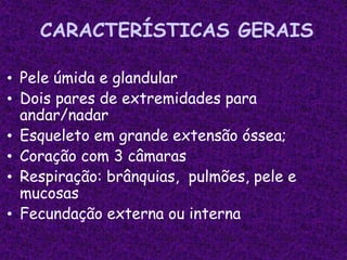 CARACTERÍSTICAS GERAIS
• Pele úmida e glandular
• Dois pares de extremidades para
andar/nadar
• Esqueleto em grande extensão óssea;
• Coração com 3 câmaras
• Respiração: brânquias, pulmões, pele e
mucosas
• Fecundação externa ou interna