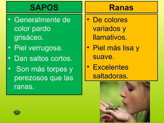 SAPOS
• Generalmente de
color pardo
grisáceo.
• Piel verrugosa.
• Dan saltos cortos.
• Son más torpes y
perezosos que las
ranas.
Ranas
• De colores
variados y
llamativos.
• Piel más lisa y
suave.
• Excelentes
saltadoras.
 
