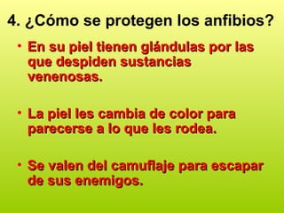 4. ¿Cómo se protegen los anfibios?
• En su piel tienen glándulas por las
En su piel tienen glándulas por las
que despiden sustancias
que despiden sustancias
venenosas.
venenosas.
• La piel les cambia de color para
La piel les cambia de color para
parecerse a lo que les rodea.
parecerse a lo que les rodea.
• Se valen del camuflaje para escapar
Se valen del camuflaje para escapar
de sus enemigos.
de sus enemigos.
 