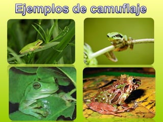ANFIBIOS especialidad para conquistadores.ppt