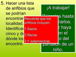 5. Hacer una lista
de anfibios que
se podrían
encontrar en su
localidad.
Identificar a
cinco y decir
dónde los
encontró.
¡A trabajar!
¡A trabajar!
Búscalos hasta
Búscalos hasta
encontrarlos.
encontrarlos.
Tal vez haya
Tal vez haya
uno en el
uno en el
bolsillo del
bolsillo del
pantalón de un
pantalón de un
niño.
niño.
Recuerda que los
Recuerda que los
anfibios incluyen:
anfibios incluyen:
1.
1.Sapos
Sapos
2.
2.Ranas
Ranas
3.
3.Y salamandras
Y salamandras
 