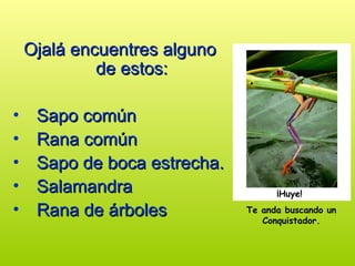 Ojalá encuentres alguno
Ojalá encuentres alguno
de estos:
de estos:
• Sapo común
Sapo común
• Rana común
Rana común
• Sapo de boca estrecha.
Sapo de boca estrecha.
• Salamandra
Salamandra
• Rana de árboles
Rana de árboles
¡Huye!
Te anda buscando un
Conquistador.
 