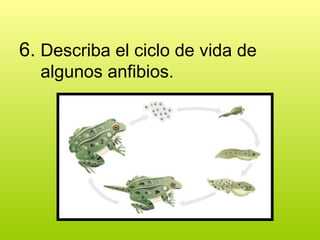6. Describa el ciclo de vida de
algunos anfibios.
 