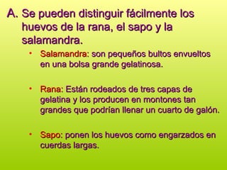 A.
A. Se pueden distinguir fácilmente los
Se pueden distinguir fácilmente los
huevos de la rana, el sapo y la
huevos de la rana, el sapo y la
salamandra.
salamandra.
• Salamandra:
Salamandra: son pequeños bultos envueltos
son pequeños bultos envueltos
en una bolsa grande gelatinosa.
en una bolsa grande gelatinosa.
• Rana:
Rana: Están rodeados de tres capas de
Están rodeados de tres capas de
gelatina y los producen en montones tan
gelatina y los producen en montones tan
grandes que podrían llenar un cuarto de galón.
grandes que podrían llenar un cuarto de galón.
• Sapo:
Sapo: ponen los huevos como engarzados en
ponen los huevos como engarzados en
cuerdas largas.
cuerdas largas.
 