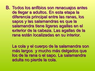 B.
B. Todos los anfibios son renacuajos antes
Todos los anfibios son renacuajos antes
de llegar a adultos. En esta etapa la
de llegar a adultos. En esta etapa la
diferencia principal entre las ranas, los
diferencia principal entre las ranas, los
sapos y las salamandras es que la
sapos y las salamandras es que la
salamandra tiene ligeras agallas en el
salamandra tiene ligeras agallas en el
exterior de la cabeza. Las agallas de la
exterior de la cabeza. Las agallas de la
rana están localizadas en su interior.
rana están localizadas en su interior.
La cola y el cuerpo de la salamandra son
La cola y el cuerpo de la salamandra son
más largos y mucho más delgados que
más largos y mucho más delgados que
los de la rana o el sapo. La salamandra
los de la rana o el sapo. La salamandra
adulta no pierde la cola.
adulta no pierde la cola.
 