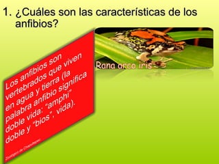 1.
1. ¿Cuáles son las características de los
¿Cuáles son las características de los
anfibios?
anfibios?
 