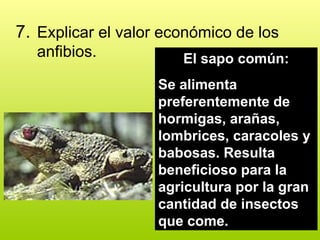 7. Explicar el valor económico de los
anfibios. El sapo común:
Se alimenta
preferentemente de
hormigas, arañas,
lombrices, caracoles y
babosas. Resulta
beneficioso para la
agricultura por la gran
cantidad de insectos
que come.
 