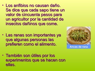 • Los anfibios no causan daño.
Los anfibios no causan daño.
Se dice que cada sapo tiene un
Se dice que cada sapo tiene un
valor de cincuenta pesos para
valor de cincuenta pesos para
un agricultor por la cantidad de
un agricultor por la cantidad de
insectos dañinos que come.
insectos dañinos que come.
• Las ranas son importantes ya
Las ranas son importantes ya
que algunas personas las
que algunas personas las
prefieren como el alimento.
prefieren como el alimento.
• También son útiles por los
También son útiles por los
experimentos que se hacen con
experimentos que se hacen con
ellas.
ellas.
Ancas de rana
 