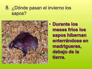 8. ¿Dónde pasan el invierno los
sapos?
 