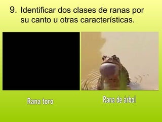 9. Identificar dos clases de ranas por
su canto u otras características.
 