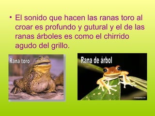 • El sonido que hacen las ranas toro al
croar es profundo y gutural y el de las
ranas árboles es como el chirrido
agudo del grillo.
 