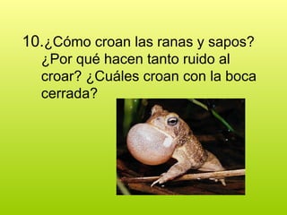 10.¿Cómo croan las ranas y sapos?
¿Por qué hacen tanto ruido al
croar? ¿Cuáles croan con la boca
cerrada?
 