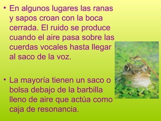 • En algunos lugares las ranas
y sapos croan con la boca
cerrada. El ruido se produce
cuando el aire pasa sobre las
cuerdas vocales hasta llegar
al saco de la voz.
• La mayoría tienen un saco o
bolsa debajo de la barbilla
lleno de aire que actúa como
caja de resonancia.
 