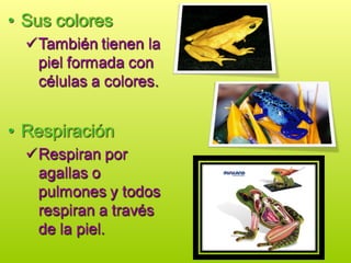ANFIBIOS especialidad para conquistadores.ppt