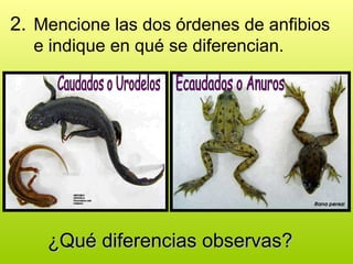 2. Mencione las dos órdenes de anfibios
e indique en qué se diferencian.
¿Qué diferencias observas?
¿Qué diferencias observas?
 