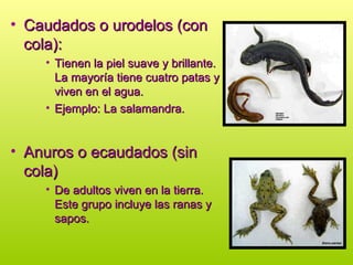 • Caudados o urodelos (con
Caudados o urodelos (con
cola):
cola):
• Tienen la piel suave y brillante.
Tienen la piel suave y brillante.
La mayoría tiene cuatro patas y
La mayoría tiene cuatro patas y
viven en el agua.
viven en el agua.
• Ejemplo: La salamandra.
Ejemplo: La salamandra.
• Anuros o ecaudados (sin
Anuros o ecaudados (sin
cola)
cola)
• De adultos viven en la tierra.
De adultos viven en la tierra.
Este grupo incluye las ranas y
Este grupo incluye las ranas y
sapos.
sapos.
 