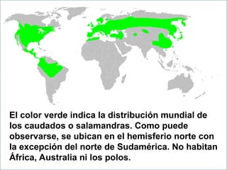 El color verde indica la distribución mundial de
los caudados o salamandras. Como puede
observarse, se ubican en el hemisferio norte con
la excepción del norte de Sudamérica. No habitan
África, Australia ni los polos.
 