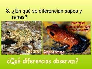 3. ¿En qué se diferencian sapos y
ranas?
 