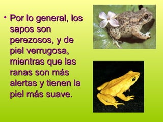 • Por lo general, los
Por lo general, los
sapos son
sapos son
perezosos, y de
perezosos, y de
piel verrugosa,
piel verrugosa,
mientras que las
mientras que las
ranas son más
ranas son más
alertas y tienen la
alertas y tienen la
piel más suave.
piel más suave.
 