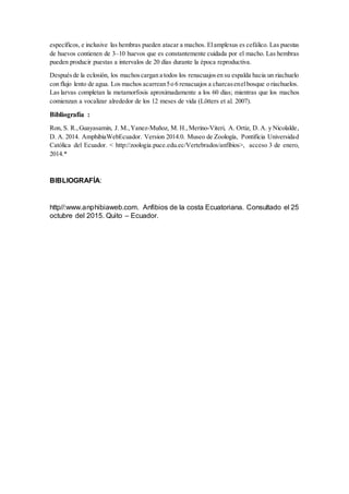 específicos, e inclusive las hembras pueden atacar a machos. Elamplexus es cefálico. Las puestas
de huevos contienen de 3–10 huevos que es constantemente cuidada por el macho. Las hembras
pueden producir puestas a intervalos de 20 días durante la época reproductiva.
Despuésde la eclosión, los machoscargan a todos los renacuajosen su espalda hacia un riachuelo
con flujo lento de agua. Los machos acarrean5o 6 renacuajos a charcasenelbosque o riachuelos.
Las larvas completan la metamorfosis aproximadamente a los 60 días; mientras que los machos
comienzan a vocalizar alrededor de los 12 meses de vida (Lötters et al. 2007).
Bibliografía :
Ron, S. R.,Guayasamin, J. M.,Yanez-Muñoz, M. H.,Merino-Viteri, A. Ortiz, D. A. y Nicolalde,
D. A. 2014. AmphibiaWebEcuador. Version 2014.0. Museo de Zoología, Pontificia Universidad
Católica del Ecuador. < http://zoologia.puce.edu.ec/Vertebrados/anfibios>, acceso 3 de enero,
2014.*
BIBLIOGRAFÍA:
http//:www.anphibiaweb.com. Anfibios de la costa Ecuatoriana. Consultado el 25
octubre del 2015. Quito – Ecuador.
 