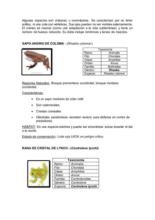 Algunas especies son vivíparas u ovovivíparas. Se caracterizan por no tener
anillos, ni una cola con vértebras. Sus ojos pueden no ser visibles externamente.
El cráneo es macizo (como una adaptación a la vida subterránea) y tiene un
número de huesos reducido. Su dieta incluye lombrices y larvas de insectos.
SAPO ANDINO DE COLOMA - (Rhaebo colomai )
Taxonomía
Reino: Animalia
Filo: Chordata
Clase: Amphibia
Orden: Anura
Familia: Bufonidae
Género: Rhaebo
Especie: Rhaebo colomai
Regiones Naturales: Bosque piemontano occidental, bosque montano
occidental.
Características:
 Es un sapo mediano de color café
 Son catemerales.
 Crestas craneales
 Glándulas paratoideas: secretan veneno para defensa en contra de
predadores.
HÁBITAT: Es una especie arbórea y puede ser encontrada activa durante el día
o la noche.
Estado de conservación: Lista roja UICN: en peligro crítico.
RANA DE CRISTAL DE LYNCH - (Centrolene lynchi)
Taxonomía
Reino: Animalia
Filo: Chordata
Clase: Amphibia
Orden: Anura
Familia: Centrolenidae
Género: Centrolene
Especie: Centrolene lynchi
 