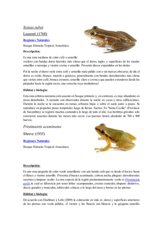 Scinax ruber
Laurenti (1768)
Regiones Naturales
Bosque Húmedo Tropical Amazónico.
Descripción:
Es una rana mediana de color café o amarillo
verdoso con bandas dorso laterales más claras que el dorso, ingles y superficies de los muslos
amarillas o naranjas y vientre crema o amarillo. Presenta discos expandidos en los dedos.
Por la noche el dorso varía entre café y amarillo mate pálido con o sin marcas obscuras; de día el
dorso es verde, bronce, marrón o grisáceo, generalmente con bandas dorsolaterales más claras
que varían entre café,bronce cremoso, amarillo claro o crema y que pueden extenderse desde los
párpados hasta la región sacra; una estrecha raya mediodorsal
Hábitat y biología:
Esta rana arbórea nocturna está ausente en bosque primario y, en contraste,es muy abundante en
áreas disturbadas. A menudo son observadas durante la noche en casas y otras edificaciones.
Durante la noche se la encuentra en ramas, arbustos bajos o sobre el suelo junto a pozas. Se
reproduce en pequeñas pozas temporales luego de lluvias fuertes. En "Santa Cecilia" (Provincia
de Sucumbíos) se registró machos cantando a lo largo de todo el año. Las hembras grávidas solo
estuvieron ausentes durante los meses más secos. Las puestas tienen alrededor de 700 a 800
huevos.
Pristimantis acuminatus
Shreve (1935)
Regiones Naturales
Bosque Húmedo Tropical Amazónico.
Descripción:
Es una rana pequeña de color verde amarillento con una banda café que va desde el hocico hasta
el flanco y vientre amarillo. Presenta elhocico acuminado, cabeza ancha,pliegues dorsolaterales
ausentes y tímpano oculto. La otra especie de la región predominantemente verde es Pristimantis
galdi,la cual se diferencia por tener labios acampanados, crestas craneales,tímpano distintivo,
discos grandes y truncados, tubérculos cónicos a lo largo del tarso y barras en las piernas
Hábitat y biología:
De acuerdo con Duellman y Lehr (2009) la coloración en vida es: dorso y superficies anteriores
de las piernas son verde pálidos; el vientre y los flancos son blancos y la garganta amarillo
 