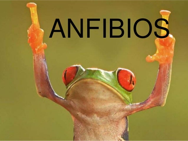 ANFIBIOS

 