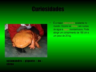 Curiosidades

                              •   É a maior salamandra existente no
                                  mundo. Ocorre na China, em cursos
                                  de água e lagos montanhosos. Pode
                                  atingir um comprimento de 180 cm e
                                  um peso de 25 kg.




salamandra – gigante – da -
china
 