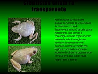 Cientistas criam rã
   transparente
          •   Pesquisadores do Instituto de
              Biologia de Anfíbios da Universidade
              de Hiroshima, no Japão,
              desenvolveram uma rã de pele quase
              transparente, que permite a
              visualização de seus órgãos internos
              através da pele. A intenção dos
              cientistas é acompanhar com
              facilidade o desenvolvimento dos
              órgãos e o possível crescimento
              explosivo do câncer no organismo do
              animal, o que pode trazer novos
              insight sobre a doença.
 