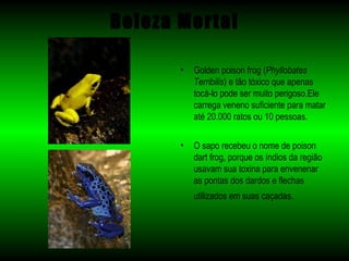Beleza Mortal

       •   Golden poison frog (Phyllobates
           Terribilis) e tão tóxico que apenas
           tocá-lo pode ser muito perigoso.Ele
           carrega veneno suficiente para matar
           até 20.000 ratos ou 10 pessoas.

       •   O sapo recebeu o nome de poison
           dart frog, porque os índios da região
           usavam sua toxina para envenenar
           as pontas dos dardos e flechas
           utilizados em suas caçadas.
 