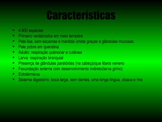 Características
   4.800 espécies
   Primeiro vertebrados em meio terrestre
   Pele lisa, sem escamas e mantida úmida graças a glândulas mucosas.
   Pele pobre em queratina
   Adulto: respiração pulmonar e cutânea
   Larva: respiração branquial
   Presença de glândulas paratóides (na cabeça)que libera veneno
   Fecundação externa com desenvolvimento indireto(larva girino)
   Ectotérmicos
   Sistema digestório; boca larga, sem dentes, uma longa língua, cloaca e rins
 