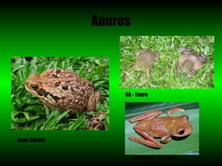Anuros




                   Rã - Touro




Sapo Cururu


                       Perereca - Canguru
 