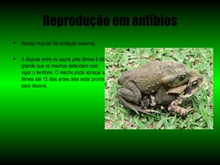 Reprodução em anfíbios
   Abraço nupcial (fecundação externa).

   A disputa entre os sapos pela fêmea é tão
    grande que os machos defendem com
    vigor o território. O macho pode abraçar a
    fêmea até 15 dias antes dela estar pronta
    para desova.
 