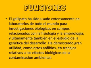 funciones
• El gallipato ha sido usado extensamente en
laboratorios de todo el mundo para
investigaciones biológicas en campos
relacionados con la fisiología y la embriología,
y últimamente también en el estudio de la
genética del desarrollo. Ha demostrado gran
utilidad, como otros anfibios, en trabajos
relativos a los efectos biológicos de la
contaminación ambiental.

 