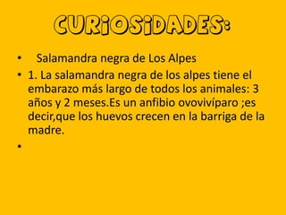CURIOSIDADES:
• Salamandra negra de Los Alpes
• 1. La salamandra negra de los alpes tiene el
embarazo más largo de todos los animales: 3
años y 2 meses.Es un anfibio ovovivíparo ;es
decir,que los huevos crecen en la barriga de la
madre.
•

 