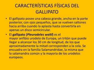CARACTERÍSTICAS FÍSICAS DEL
GALLIPATO
• El gallipato posee una cabeza grande, ancha en la parte
posterior, con ojos pequeños, que se vuelven saltones
hacia arriba cuando la aplasta hasta convertirla en
apenas un disco semicircular.
• El gallipato (Pleurodeles waltl) es el
mayor anfibio urodelo de Europa, un tritón que puede
llegar a alcanzar los 30 cm de longitud, de los que
aproximadamente la mitad corresponden a la cola. Se
encuadra en la familia Salamandridae, la misma que
la salamandra común y la mayoría de los urodelos
europeos.

 