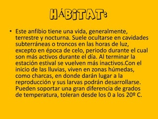 HÁBITAT:
• Este anfibio tiene una vida, generalmente,
terrestre y nocturna. Suele ocultarse en cavidades
subterráneas o troncos en las horas de luz,
excepto en época de celo, periodo durante el cual
son más activos durante el día. Al terminar la
estación estival se vuelven más inactivos.Con el
inicio de las lluvias, viven en zonas húmedas,
como charcas, en donde darán lugar a la
reproducción y sus larvas podrán desarrollarse.
Pueden soportar una gran diferencia de grados
de temperatura, toleran desde los 0 a los 20º C.

 