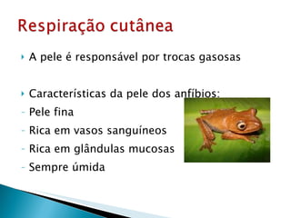 A pele é responsável por trocas gasosas Características da pele dos anfíbios: Pele fina Rica em vasos sanguíneos Rica em glândulas mucosas Sempre úmida 