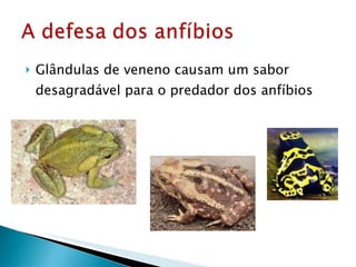 Glândulas de veneno causam um sabor desagradável para o predador dos anfíbios 