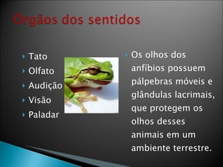 Tato Olfato Audição Visão Paladar Os olhos dos anfíbios possuem pálpebras móveis e glândulas lacrimais, que protegem os olhos desses animais em um ambiente terrestre. 