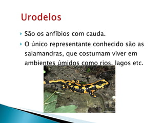 São os anfíbios com cauda.  O único representante conhecido são as salamandras, que costumam viver em ambientes úmidos como rios, lagos etc. 