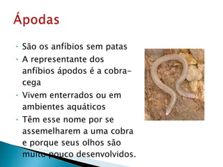 São os anfíbios sem patas A representante dos anfíbios ápodos é a cobra-cega Vivem enterrados ou em ambientes aquáticos Têm esse nome por se assemelharem a uma cobra e porque seus olhos são muito pouco desenvolvidos. 