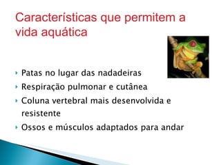 Patas no lugar das nadadeiras Respiração pulmonar e cutânea Coluna vertebral mais desenvolvida e resistente Ossos e músculos adaptados para andar Características que permitem a vida aquática 