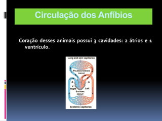 Circulação dos Anfíbios 
Coração desses animais possui 3 cavidades: 2 átrios e 1 
ventrículo. 
 