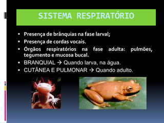 SISTEMA RESPIRATÓRIO 
 Presença de brânquias na fase larval; 
 Presença de cordas vocais. 
 Órgãos respiratórios na fase adulta: pulmões, 
tegumento e mucosa bucal. 
 BRANQUIAL  Quando larva, na água. 
 CUTÂNEA E PULMONAR  Quando adulto. 
 