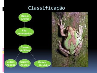 Classificação 
Reino: 
Animal 
Filo: 
Vertebrados 
Classe: 
Anfíbios 
Ordem: 
Anuros 
Ordem: 
Apodes 
Ordem: 
Urodelos 
 