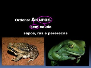 Ordens: Anuros 
sem cauda 
sapos, rãs e pererecas 
 