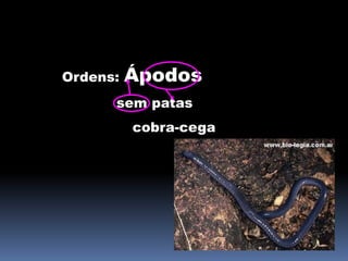Ordens: Ápodos 
sem patas 
cobra-cega 
 