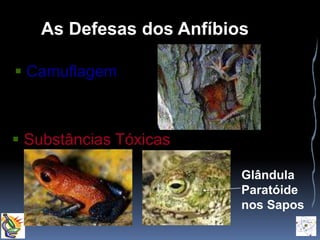 As Defesas dos Anfíbios 
 Camuflagem 
 Substâncias Tóxicas 
Glândula 
Paratóide 
nos Sapos 
 