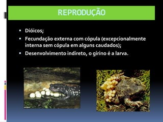 REPRODUÇÃO 
 Dióicos; 
 Fecundação externa com cópula (excepcionalmente 
interna sem cópula em alguns caudados); 
 Desenvolvimento indireto, o girino é a larva. 
 